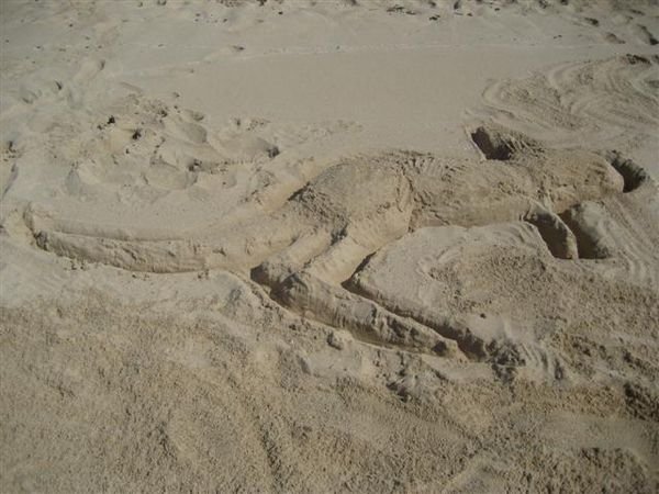 Kangaroo sand sculpture