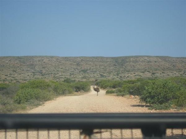 Emu on road