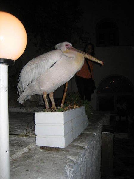 Petros the Pelican