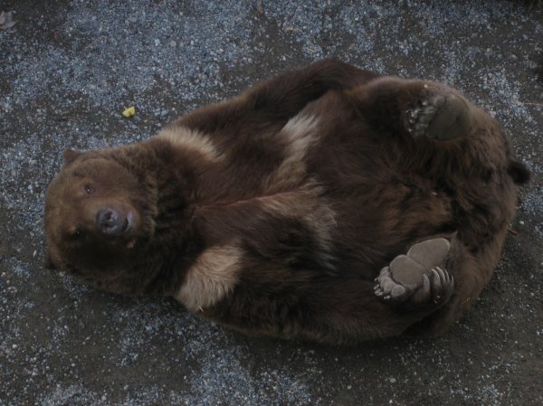 Bern bear...rub my belly!