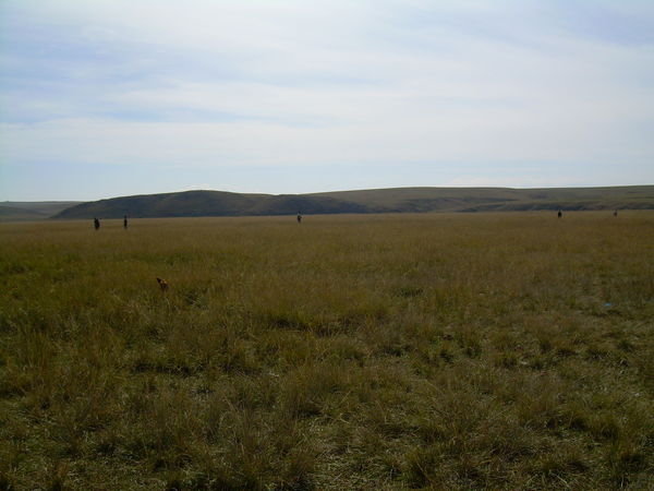 The Grasslands!