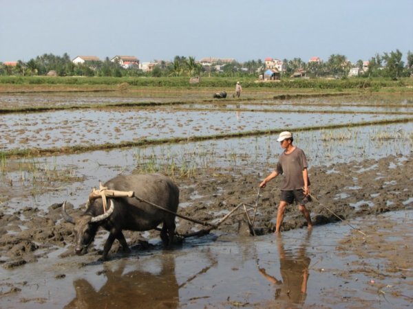 Preparing for the next rice crop