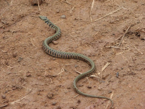 Poisonous snake on bike track