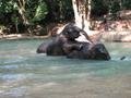 Elephants 'bathing'