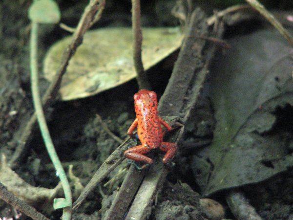 Blue Jeans Poison Dart Frog - ...the result of "lengthy playing with the camera"