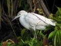 Young Little Blue Heron