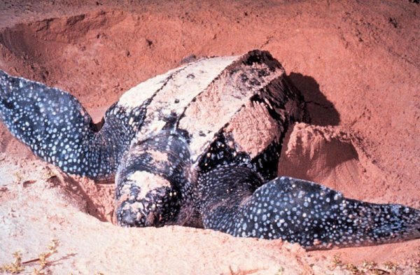 What we were hoping to see - Leatherback Sea Turtle
