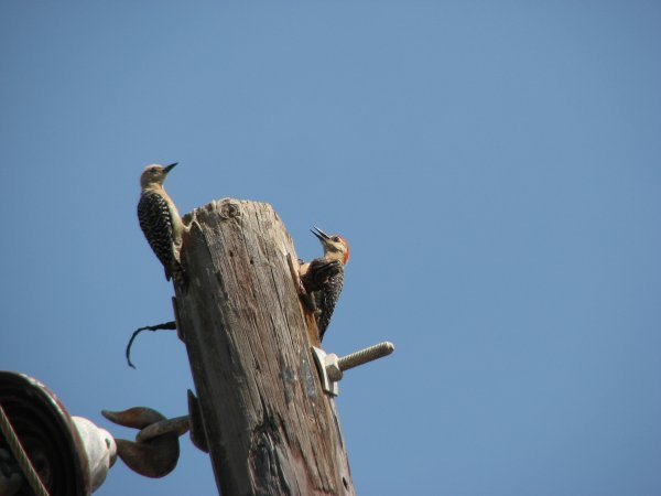 Red-crowned Woodpeckers