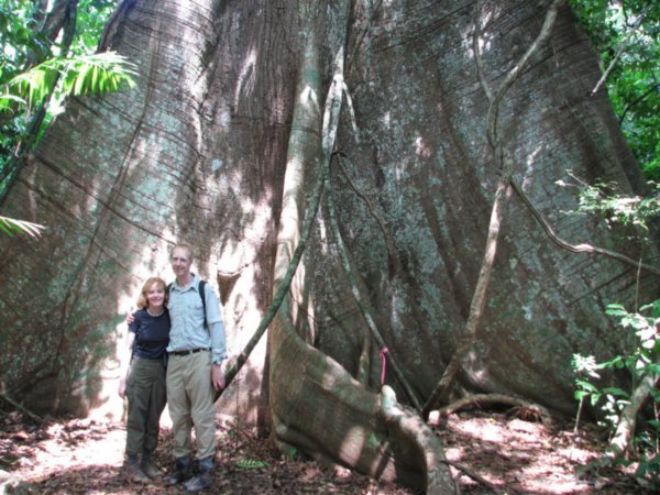 We're  ... by the 'Big Tree' (a Ceiba)