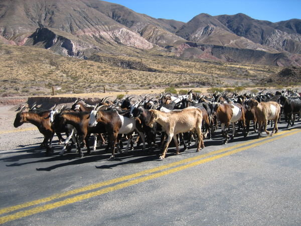 Goats on the road