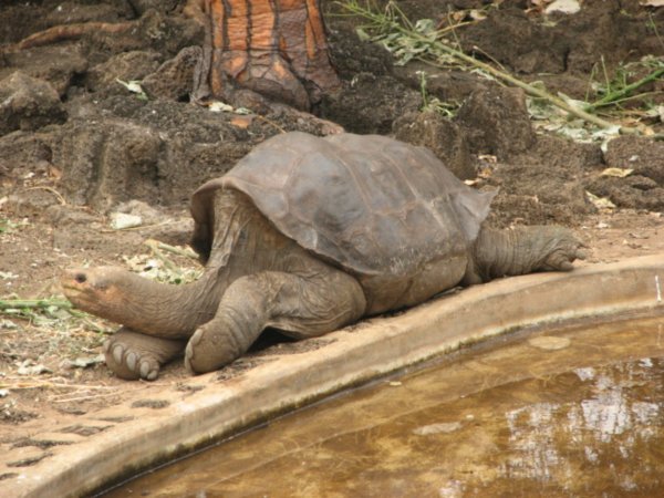 The famous Lonesome George