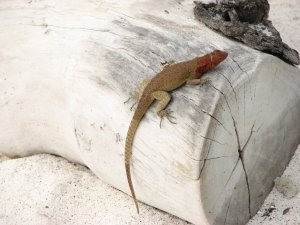Female Lava Lizard