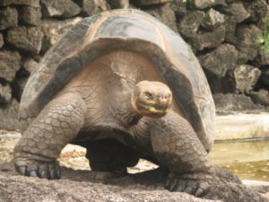 Male dome-back Giant Tortoise