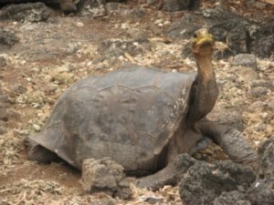 Saddleback Giant Tortoise