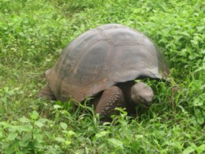 Dome-back Giant Tortoise