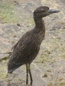 Young Yellow-crowned Night Heron