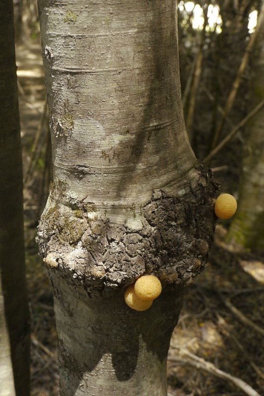 Llao llao - fungus that grows on trees