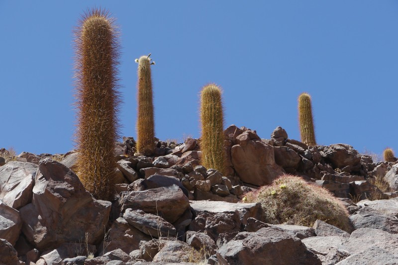 Protected cardon cactuses