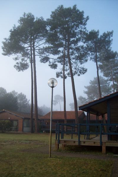 Cabins and Pine Trees