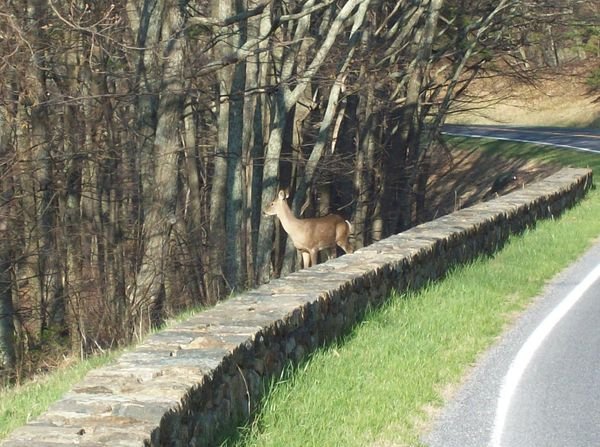 Deer Beside the Road