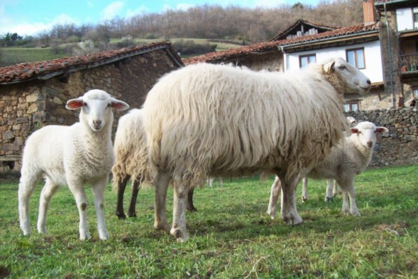 Sheep on a backyard in Salazon
