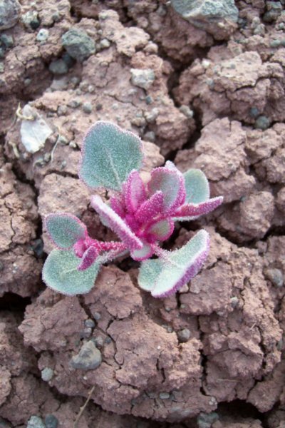 A Tiny, Delicate Plant Growing on the Painted Desert Living Crust