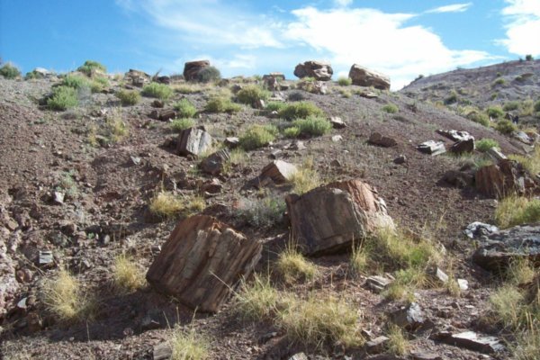 Scattered Petrified Logs on Desert Floor