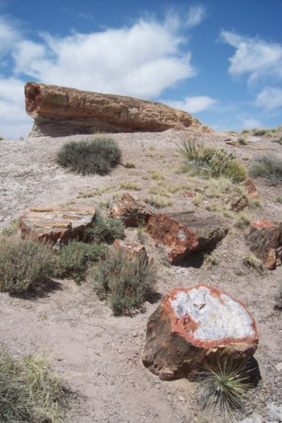 Rocky Tree Logs, a Historical Clue from a Time When Dinosaurs Were Beginning to Inhabit Our Planet Earth