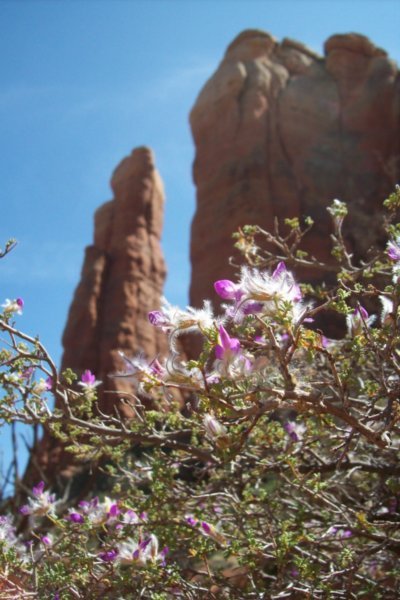 Spring in Sedona's Red Rock Formations