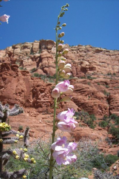 Spring in Sedona's Red Rock Formations
