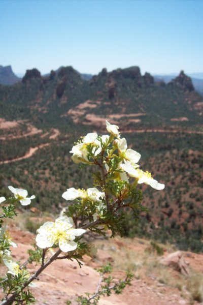 More Flowers and Schnebly Hill Drive down in the Valley. See you later, Sedona!