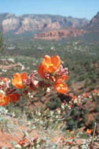 Captivating Flowers in Sedona's Red Rock
