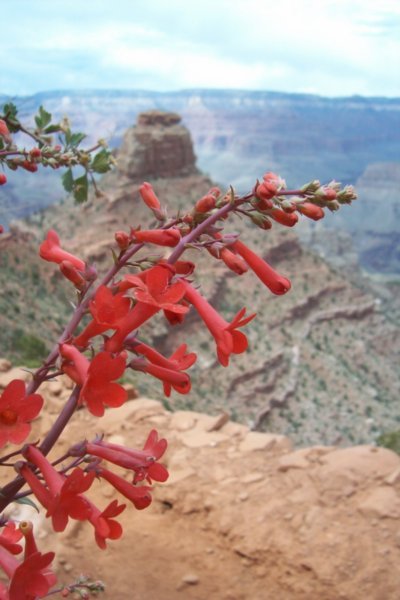 Spring in the Greatest of the Canyons