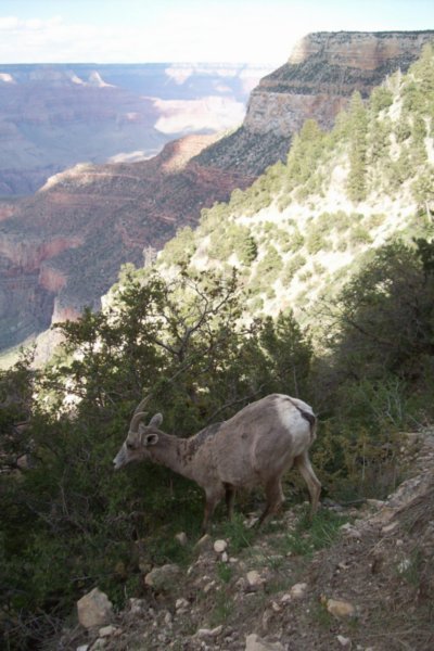 A Mule-Deer Munching Its Lunch
