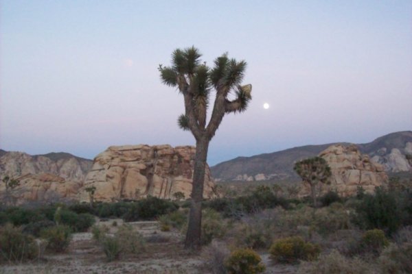 Joshua Tree and Moon Linking Up as the Desert Cools Down