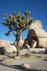 A Joshua Tree Between Boulders in the Mojave Desert