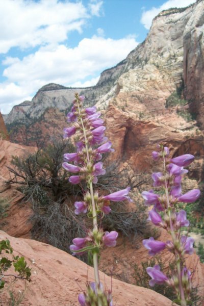 Zion's Spring Flowers