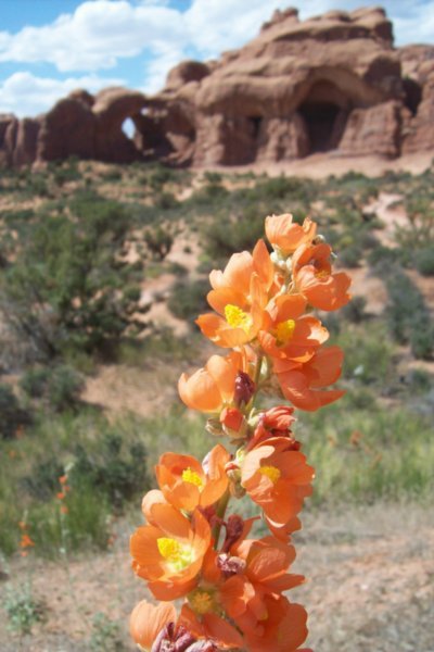 Globemallow Flowers with Double Arch in the Background