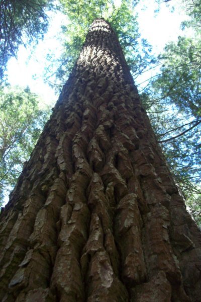 400 Years Old Cedar