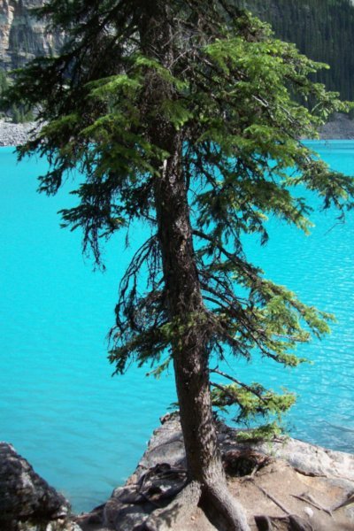 ... of the Delightful Blue Moraine Lake