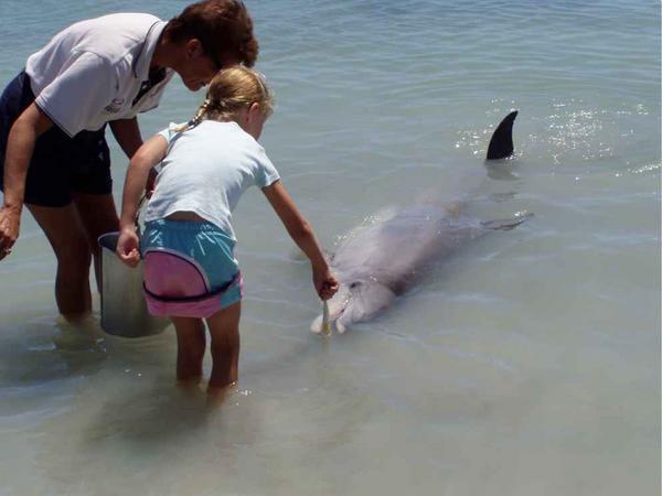 Dolphin feeding at Monkey Mia.