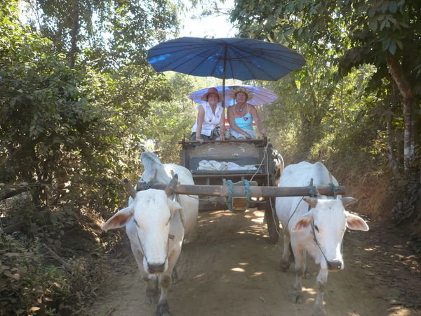Ox Carting at Chaing Mai