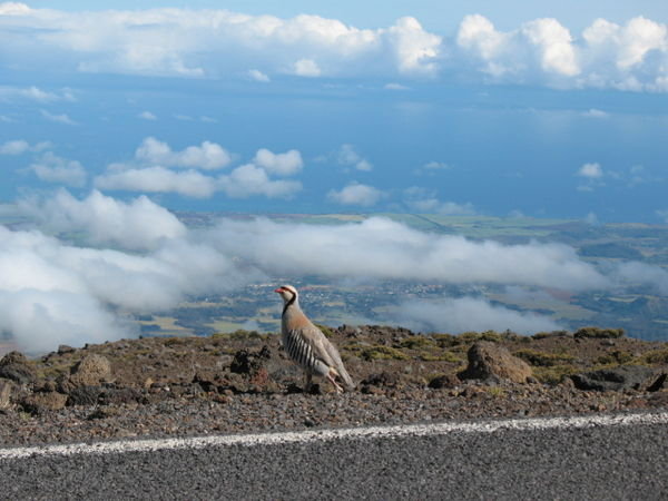 Bird on Haleakala summit