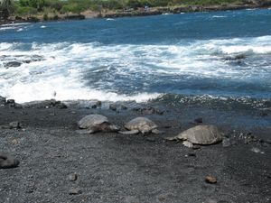 Turtles vacationing at the black sand beach