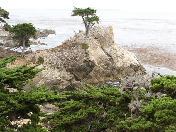 The lone Cypress