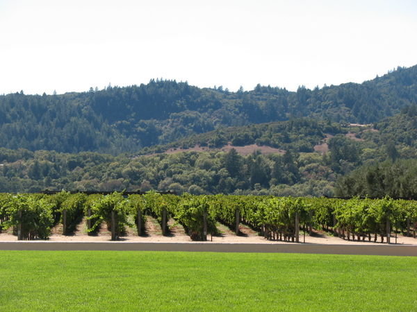 Grape trees in Robert Mondavi vineyard