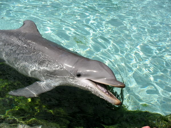 a Dolphin at sea world