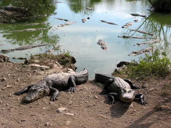 gators in the park