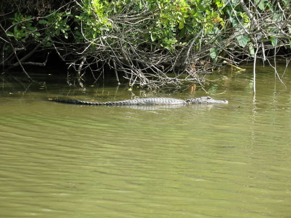 gator in the swamp