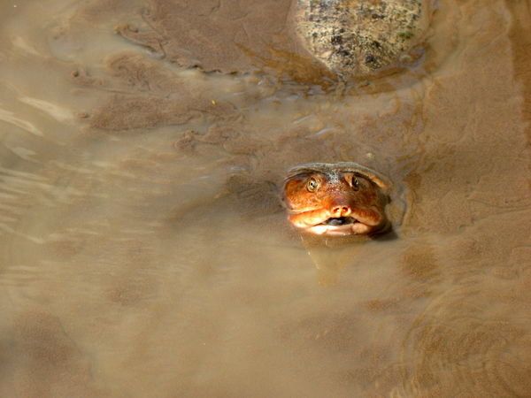 Turtle swimming past